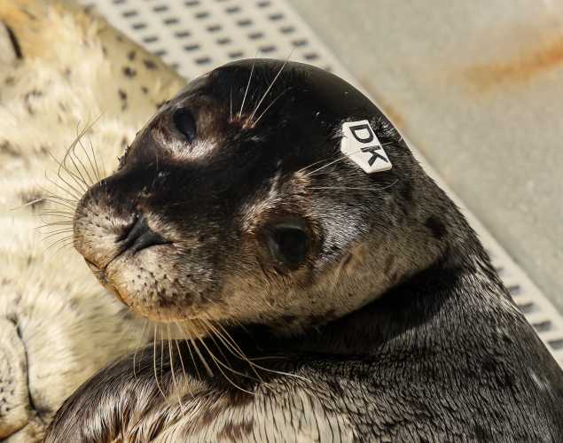 harbor seal Lizard