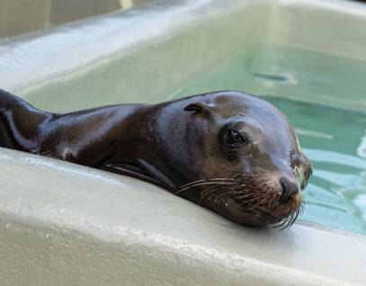 California sea lion