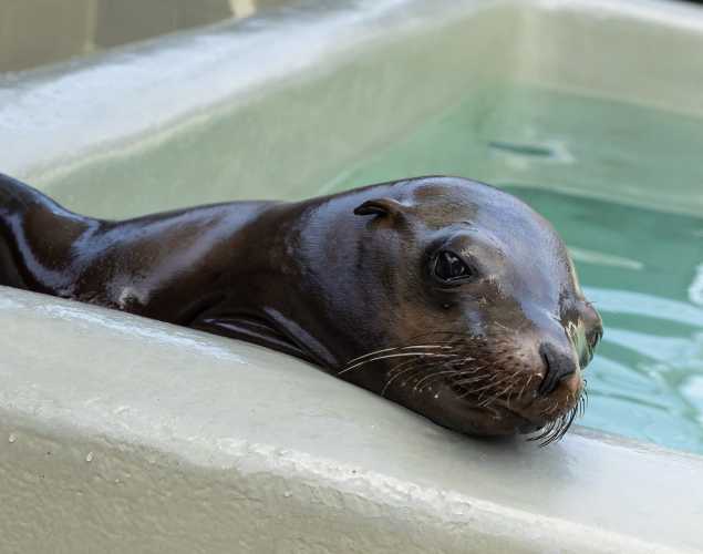 California sea lion