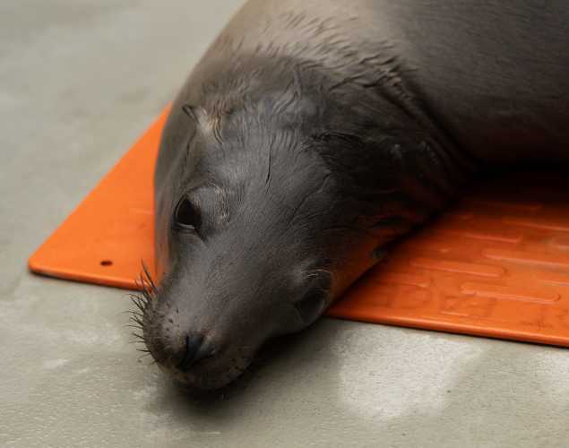 California sea lion Selchie