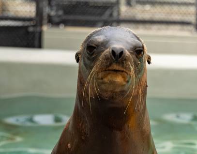 California sea lion Blufftop