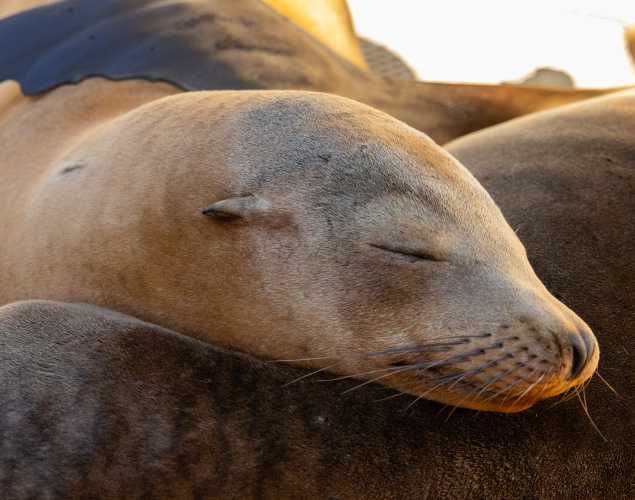 California sea lion