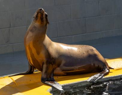 california sea lion figgy