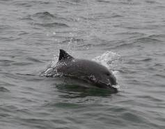 Harbor porpoise