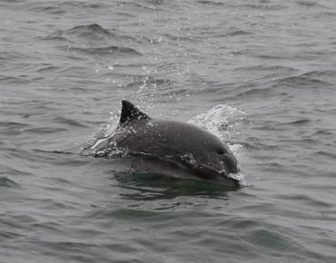 Harbor porpoise
