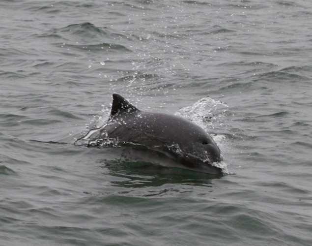 Harbor porpoise