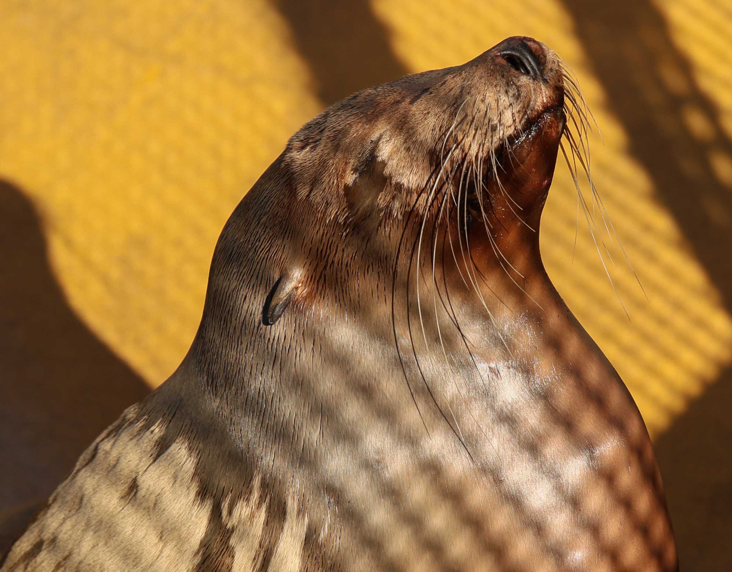 Doris | The Marine Mammal Center