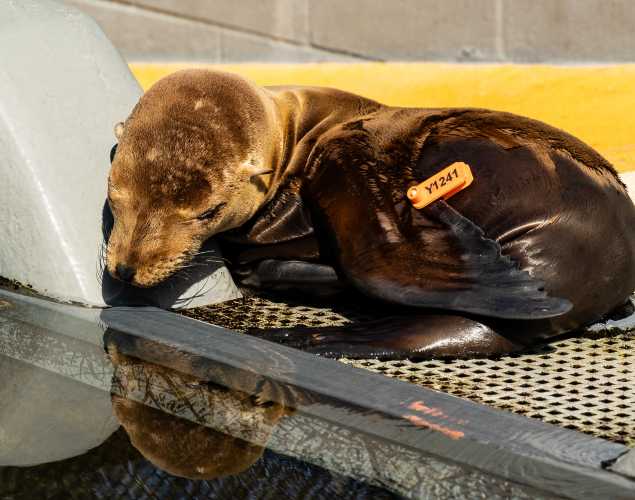 California sea lion
