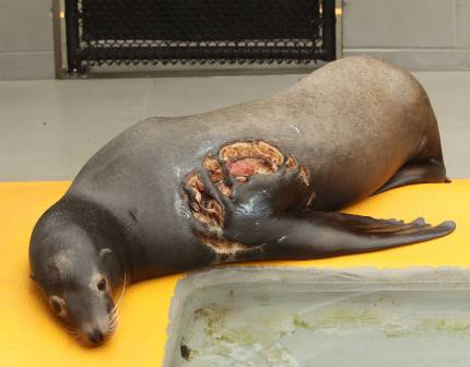 California sea lion Jenya