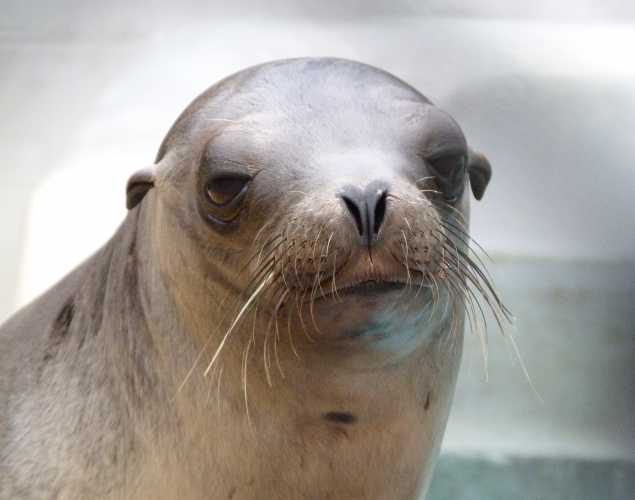 California sea lion Stargazer