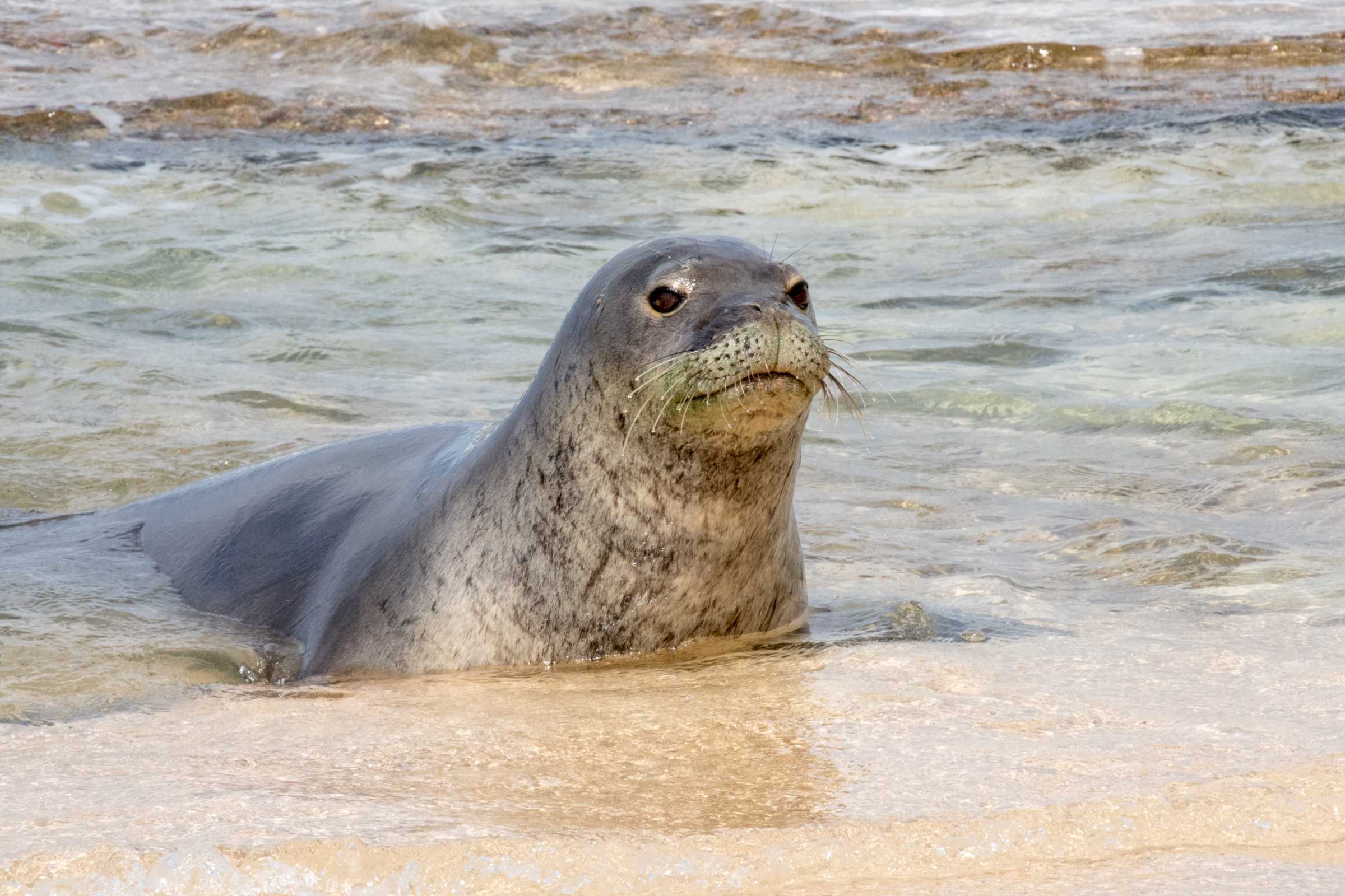 Hawaiian Monk Seal | The Marine Mammal Center