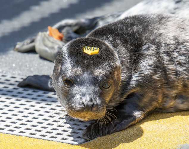 Pacific harbor seal