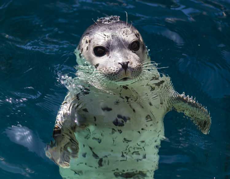 a harbor seal is visible with its head above the surface of the water