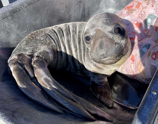 northern elephant seal Cone