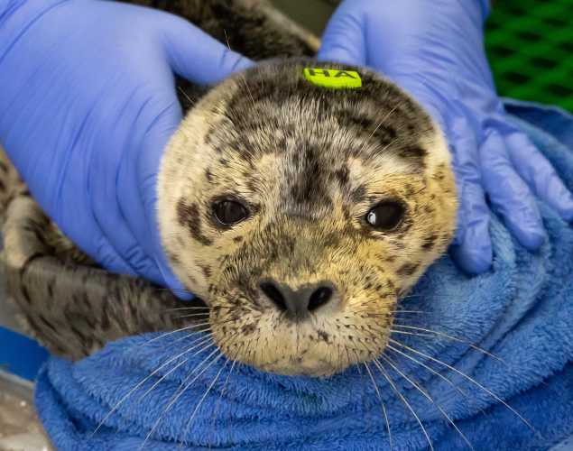 harbor seal Samosa