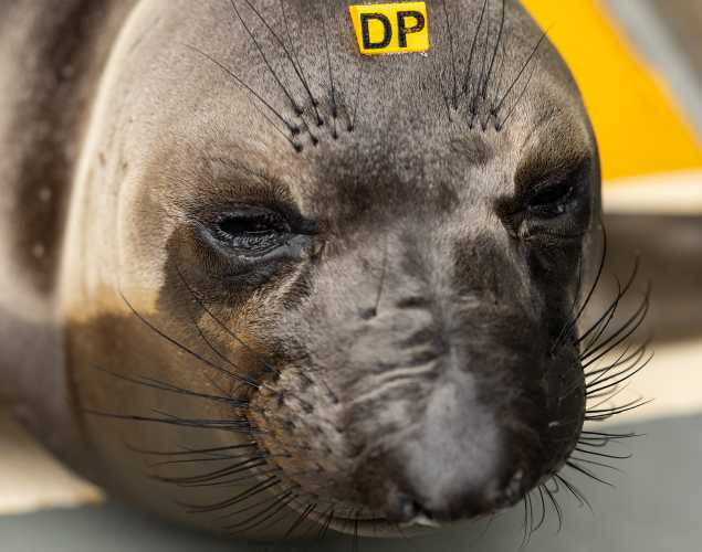 northern elephant seal Gaspar