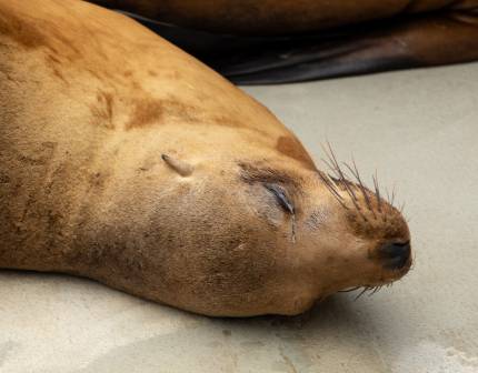 linebacker california sea lion