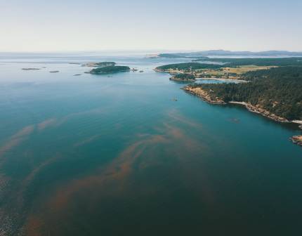 algae bloom