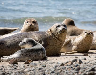 A group of harbor seal pups and mothers on the beach during pupping season.