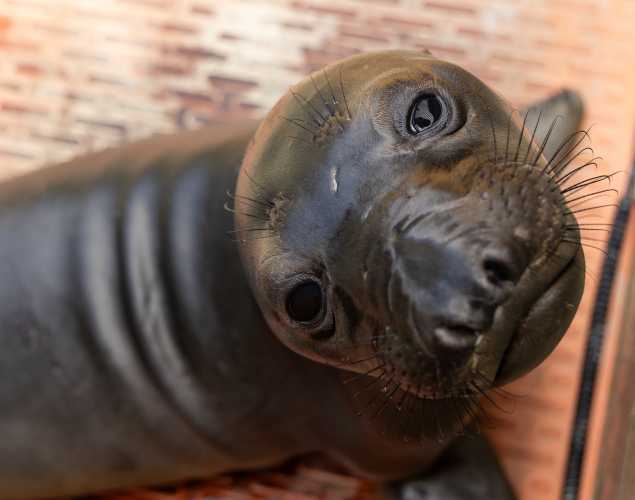 Northern elephant seal