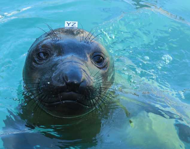 elephant seal Gyoza