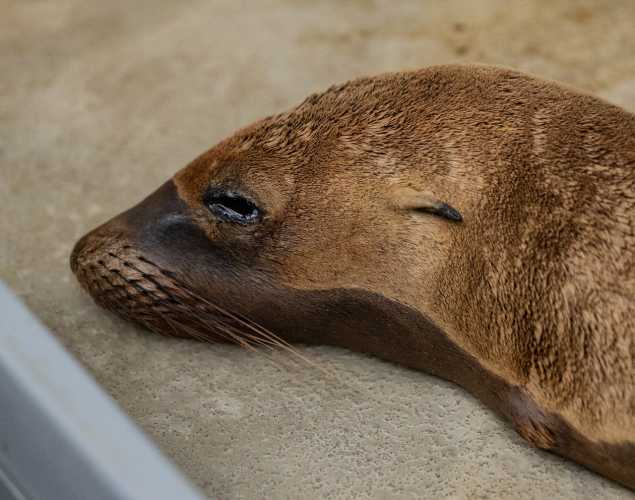 California sea lion