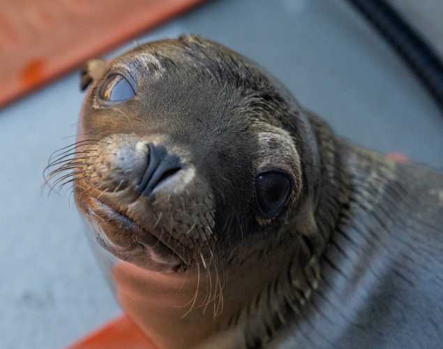 California sea lion