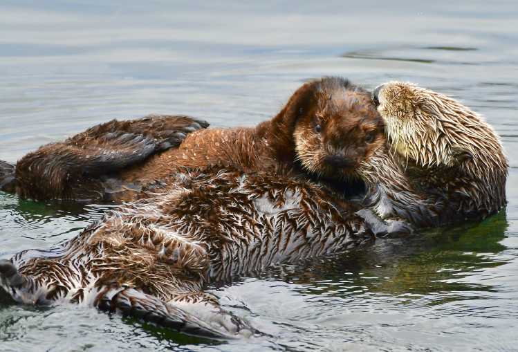 A sea otter floats in the water while grooming the fur on its face.