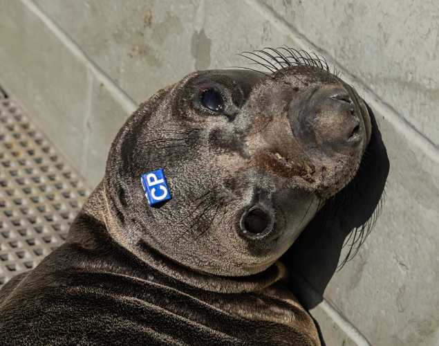 elephant seal