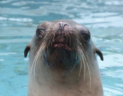 California sea lion Citrus