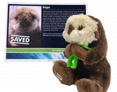sea otter Repo Adopt-a-Seal certificate and plush
