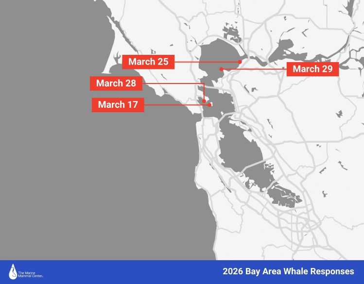 whale stranding map 2026