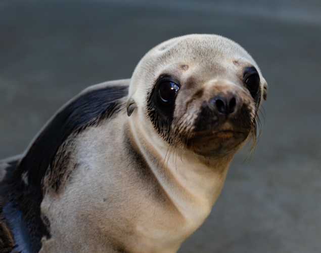 California sea lion Cabra