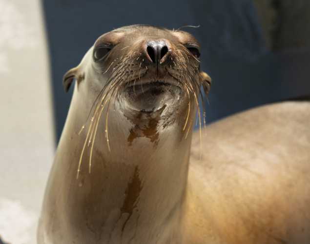 California sea lion