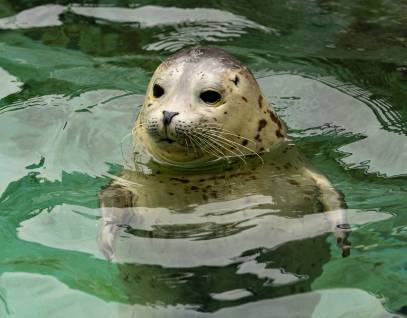 harbor seal Turbo