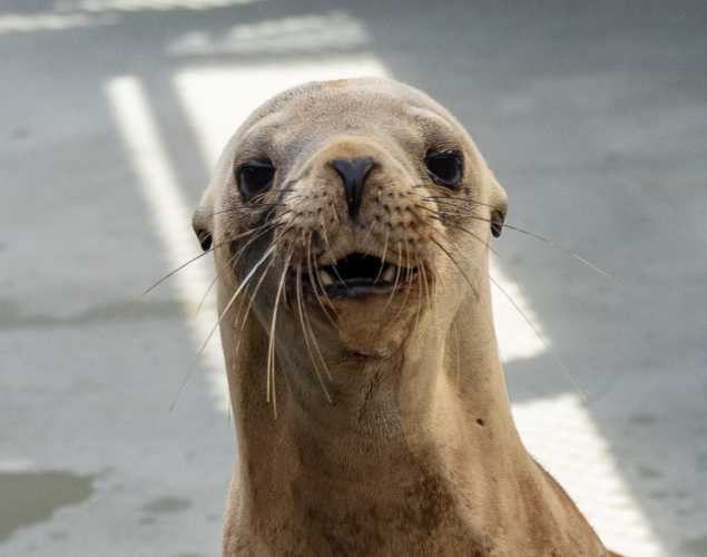 California sea lion Snorkel