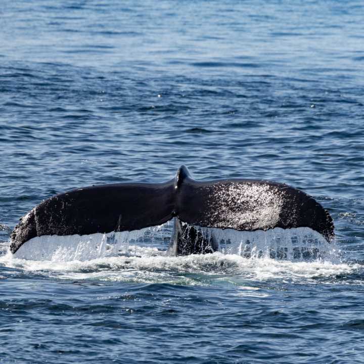 Humpback whale fluke