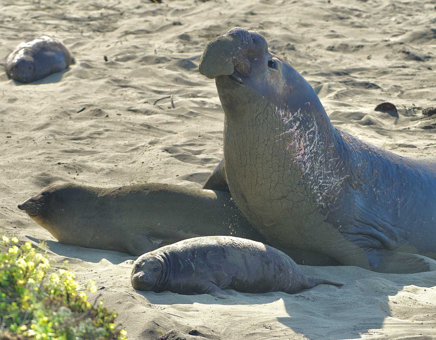 When and Where to See Elephant Seals in California (and Livestream(01)