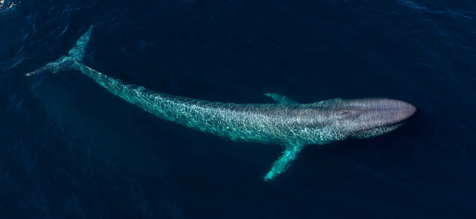 Blue Whale | The Marine Mammal Center