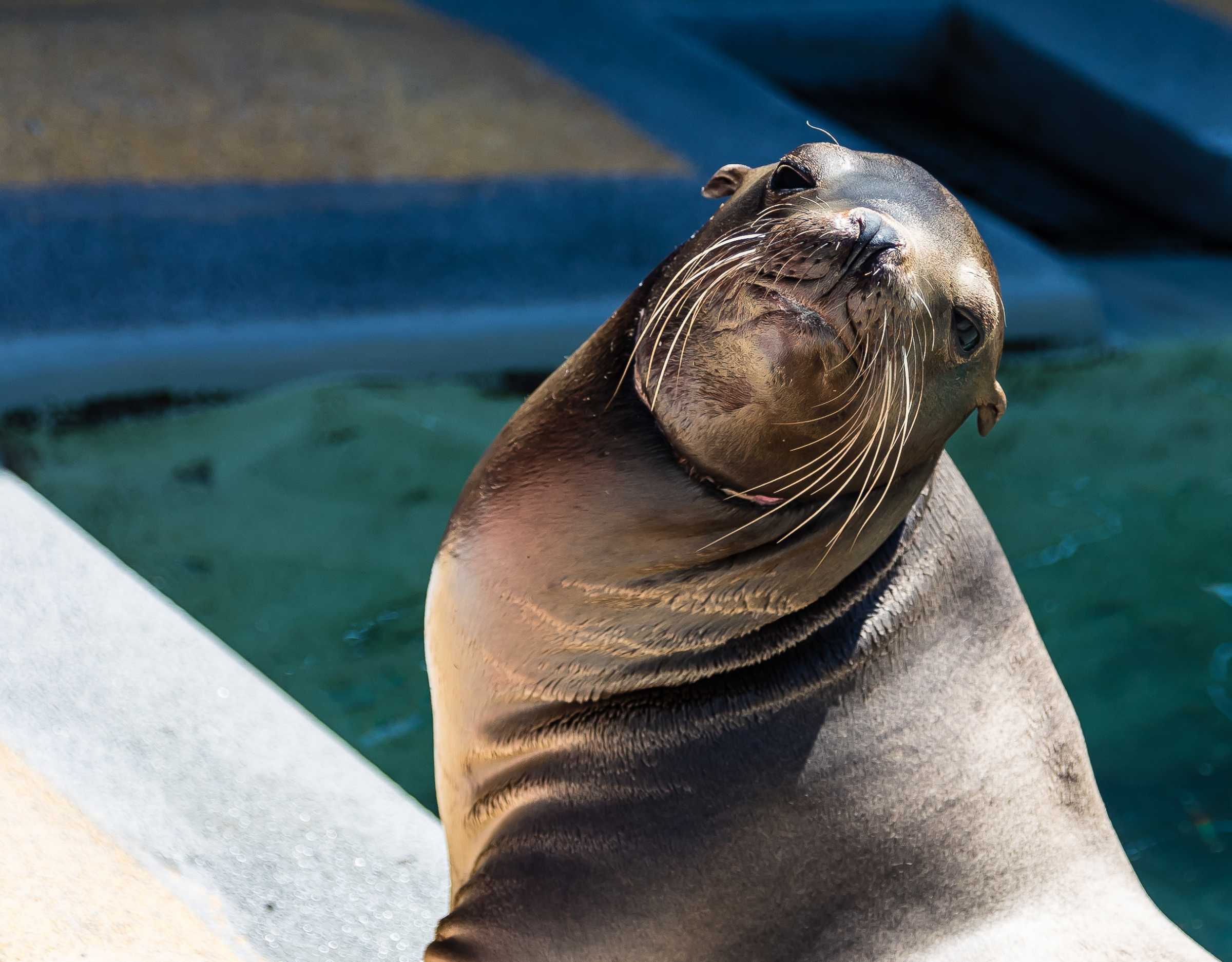 Yeppers | The Marine Mammal Center