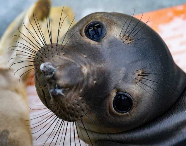 elephant seal savvy
