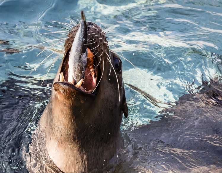 California sea lion Tchotchke with a fish in its mouth