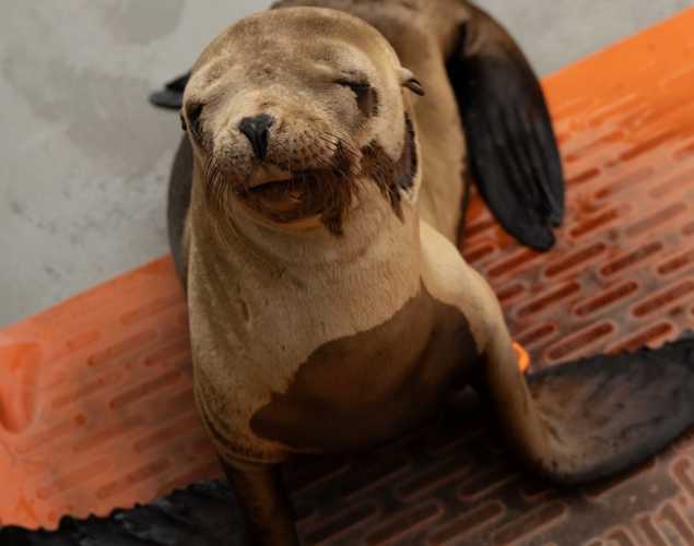 California sea lion