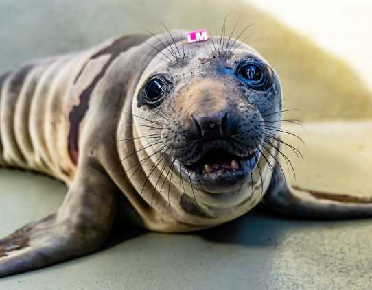 northern elephant seal Moochie