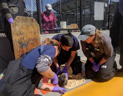 A veterinarian and two trained volunteers tube feed an elephant seal pup.