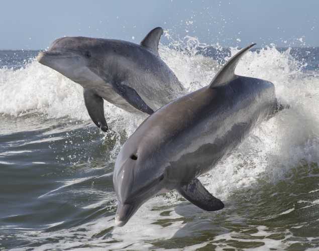 two bottlenose dolphins leaping out of the water