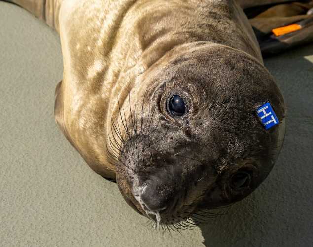 elephant seal