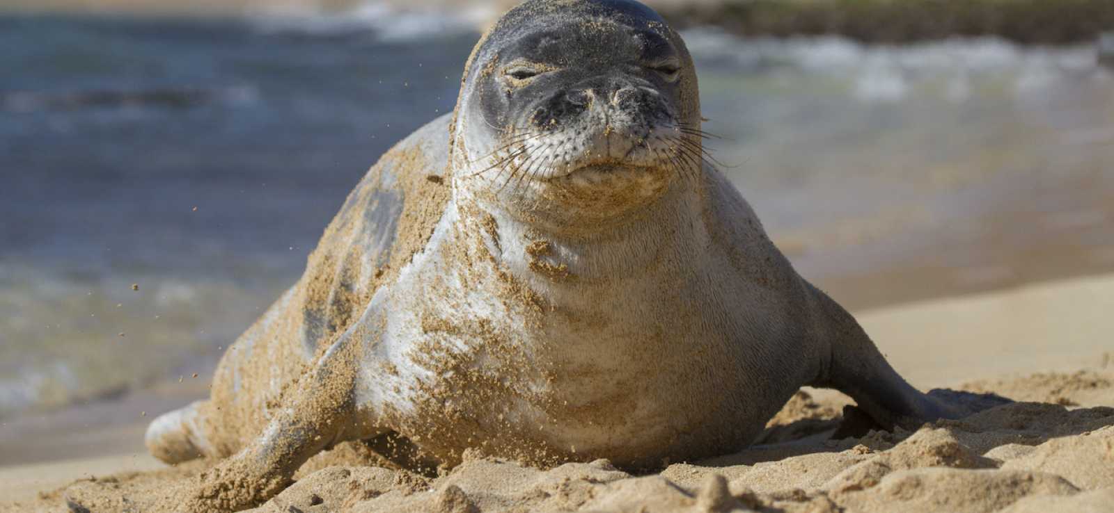 The Marine Mammal Center | Hawaiian Monk Seal