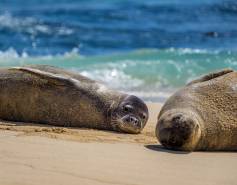 Two Hawaiian monk seals on the beach