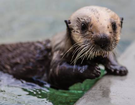 southern sea otter Langly